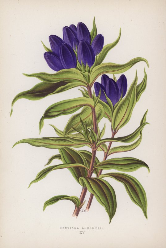 Gentiana Andrewsii - English School