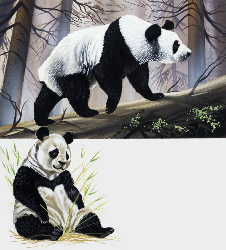 Panda géant - English School