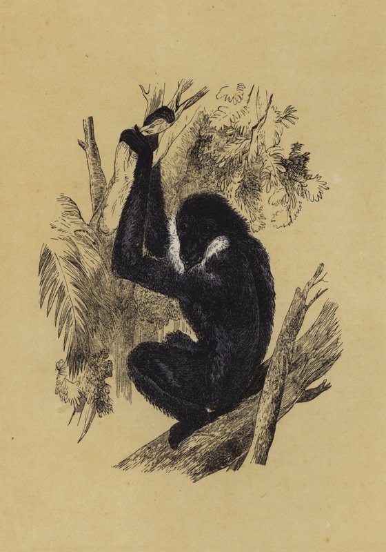Gibbon - English School