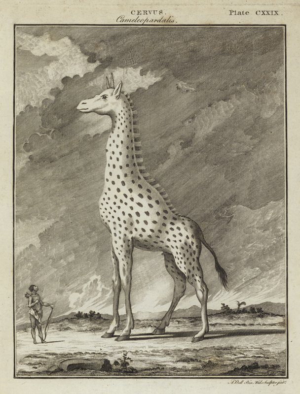 Girafe (Cervus camelopardalis) - English School