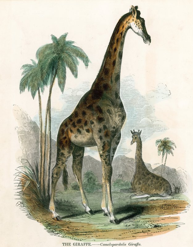 Girafe - English School