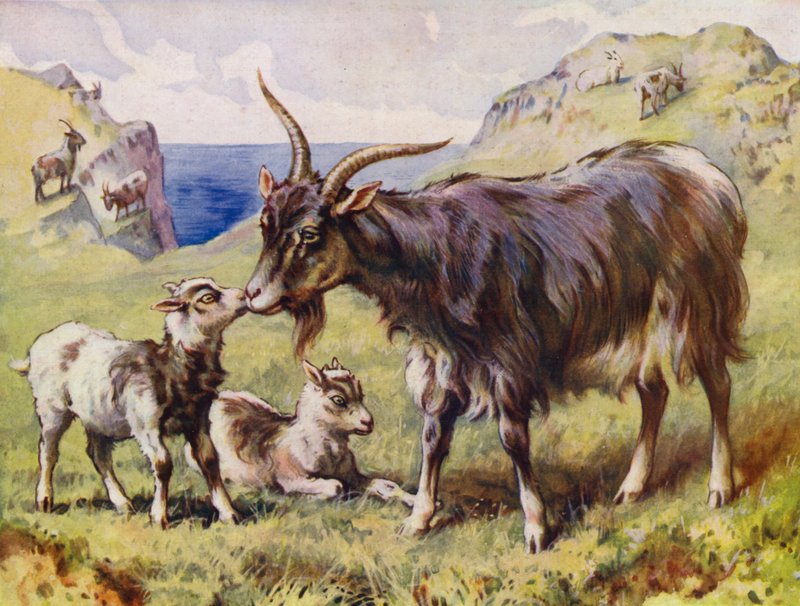 Chèvre et chevreaux - English School