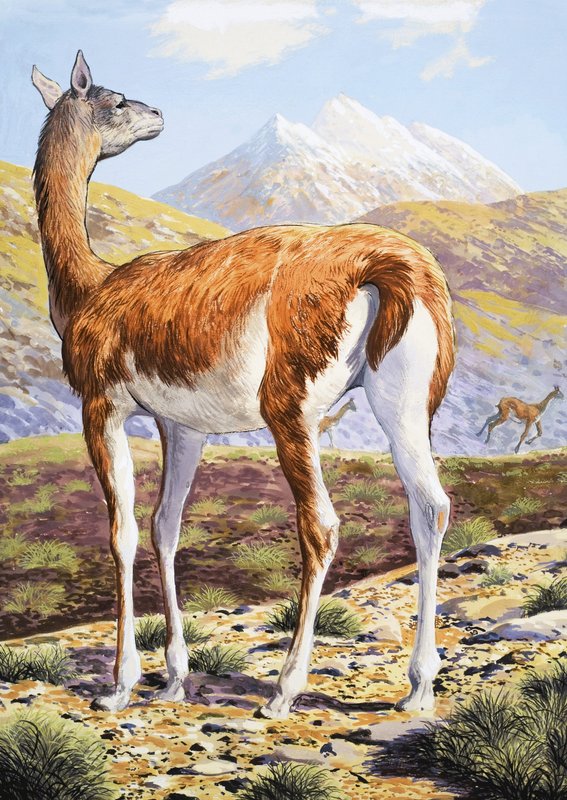 Gracieux Guanacos - English School