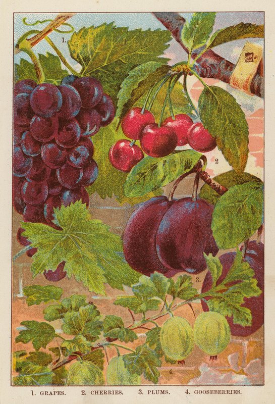 Raisins ; Cerises ; Prunes ; Groseilles - English School