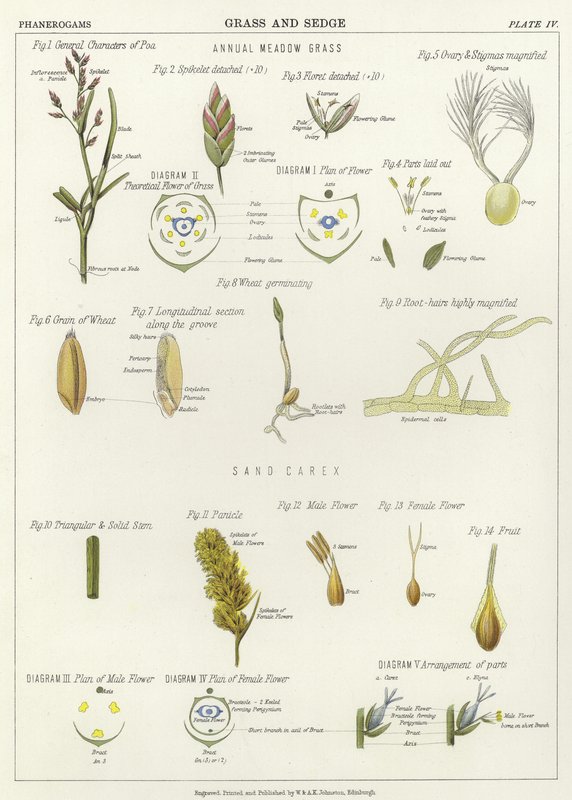 Herbe et carex - English School