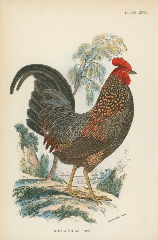Coq de jungle gris - English School