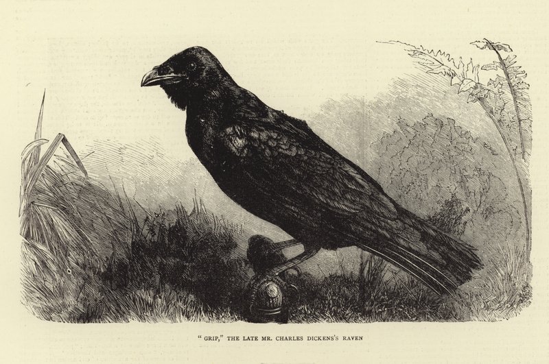 Grip, le corbeau de feu Charles Dickens - English School