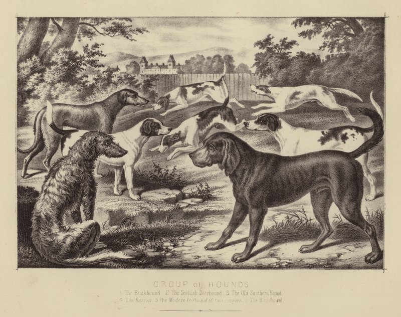 Groupe de Chiens de Chasse - English School