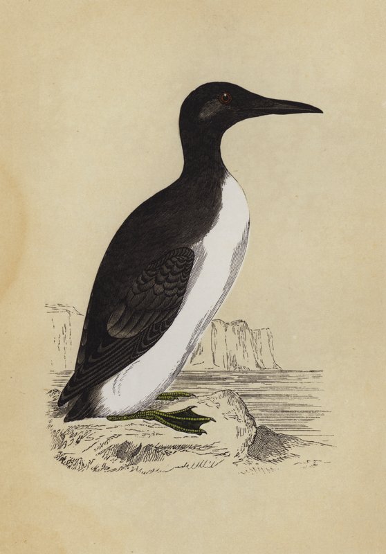 Guillemot - English School