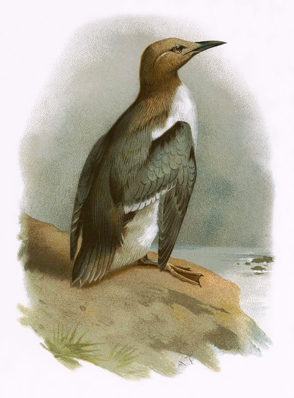 Guillemot - English School