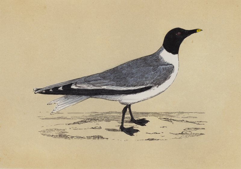 Mouette - English School