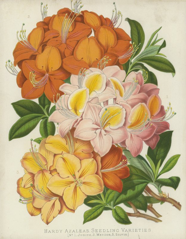 Azalées rustiques, variétés de semis - English School