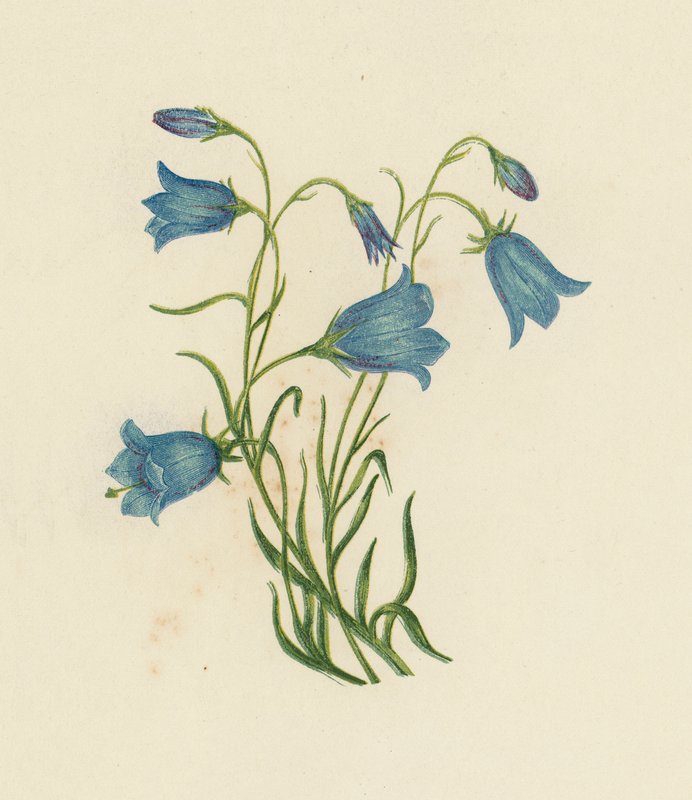Campanule à feuilles rondes, Campanula Rotundifolia - English School