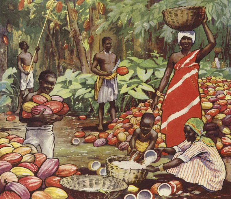 Récolte de noix de coco - English School