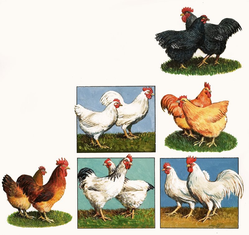 Poules - English School