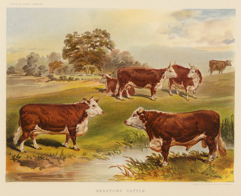 Bétail Hereford - English School