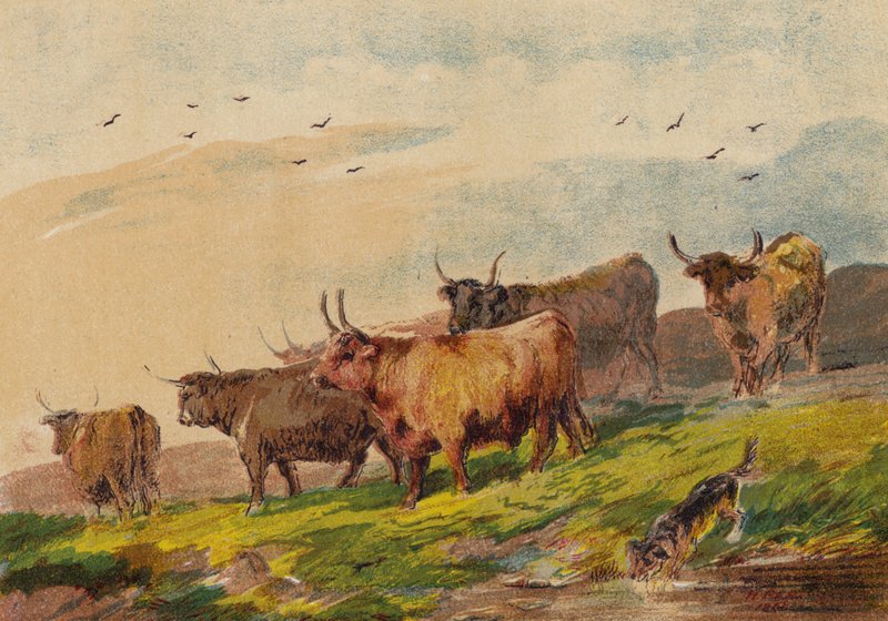Bétail des Highlands - English School