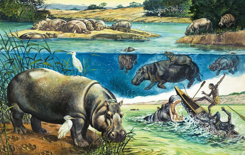 Hippopotames - English School