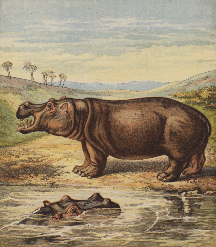 Hippopotame - English School