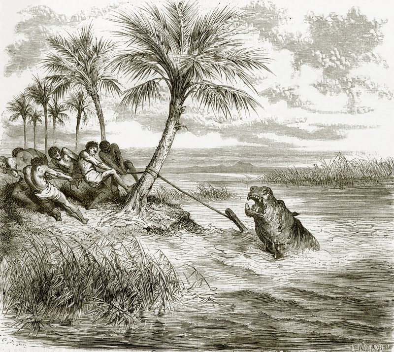 Hippopotame harponné - English School