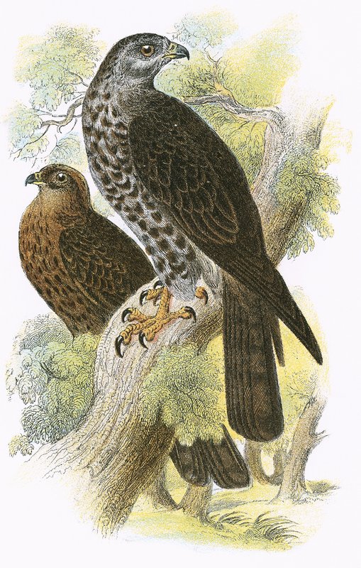 Cerf-volant de miel - English School