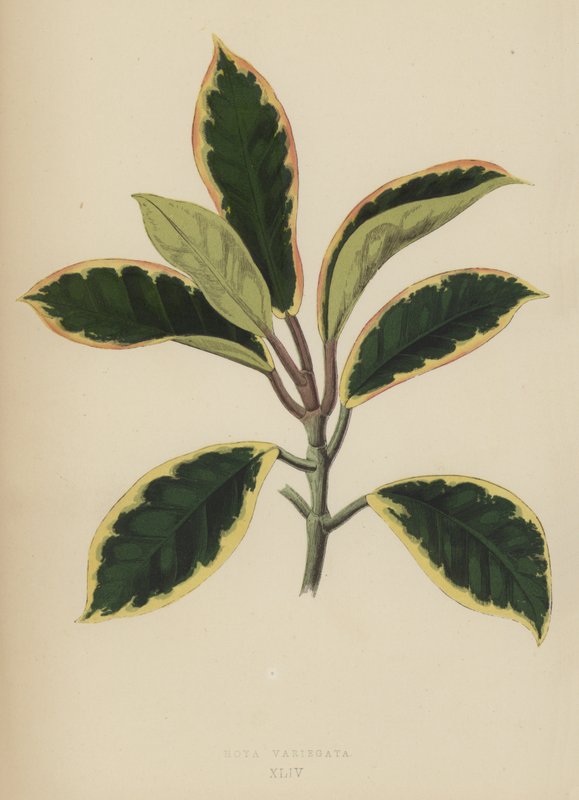 Hoya Variegata - English School
