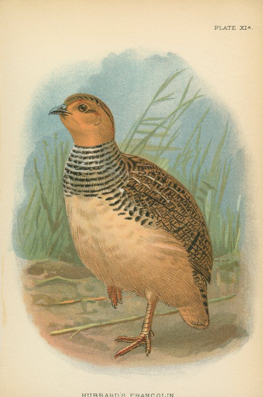Francolin de Hubbard - English School
