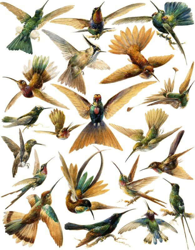 Colibris - English School