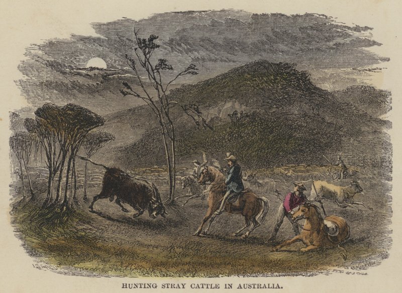 Chasse au bétail errant en Australie - English School