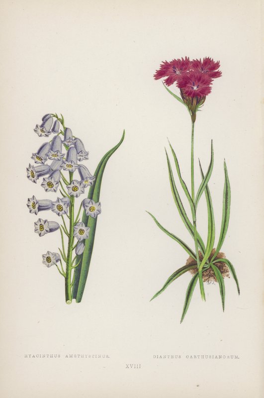 Jacinthe Améthyste ; Œillet des Chartreux (lithographie en couleur) - English School