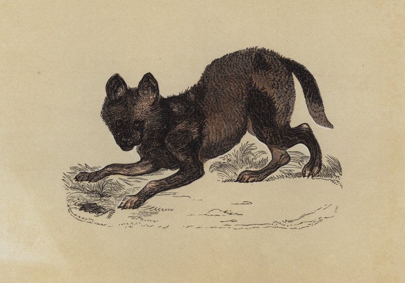 Chien hyène - English School
