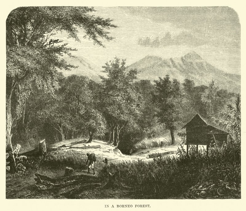 Dans une forêt de Bornéo - English School