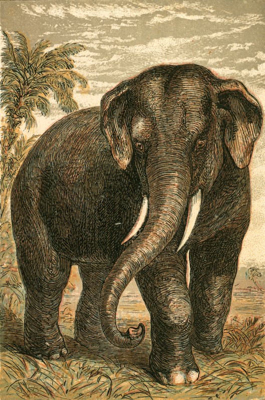 Éléphant indien - English School