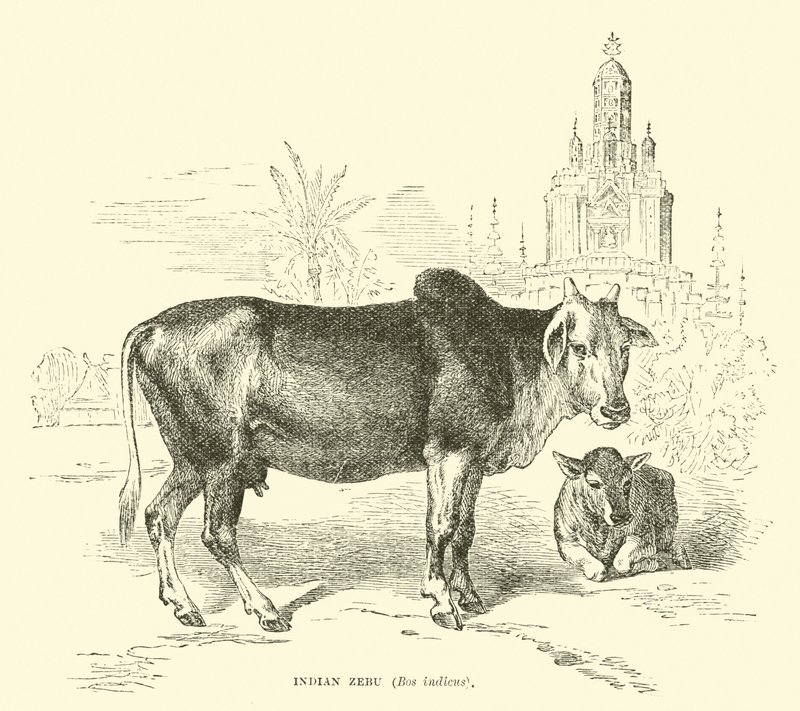 Zébu indien, Bos indicus - English School