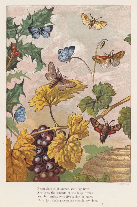 Insectes - English School