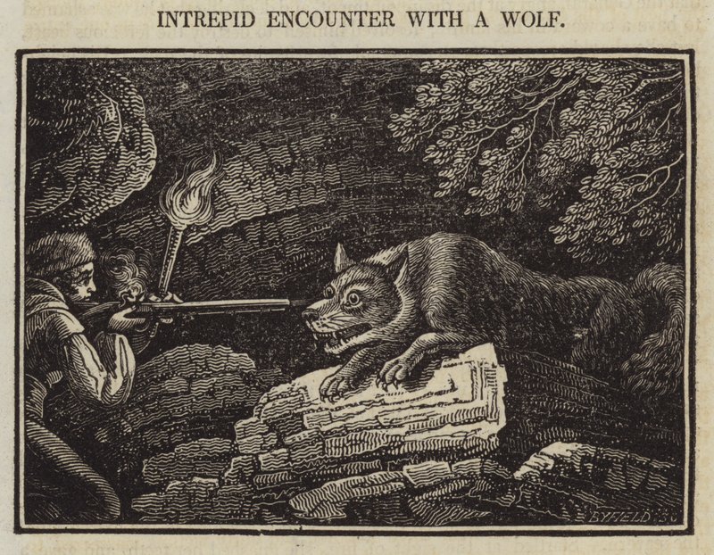 Rencontre intrépide avec un loup - English School