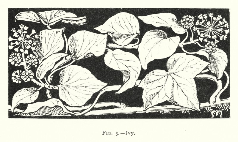 Lierre (gravure) - English School