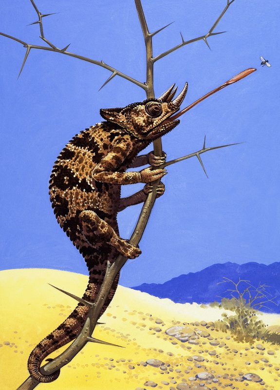 Caméléon de Jackson - English School