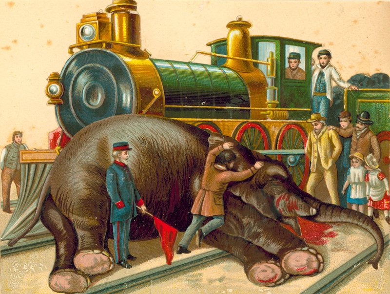 Jumbo, mort - English School