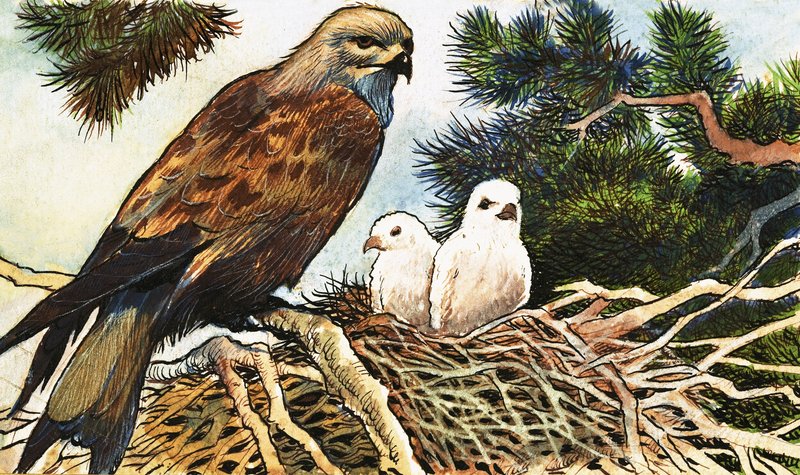Faucon crécerelle et poussins - English School