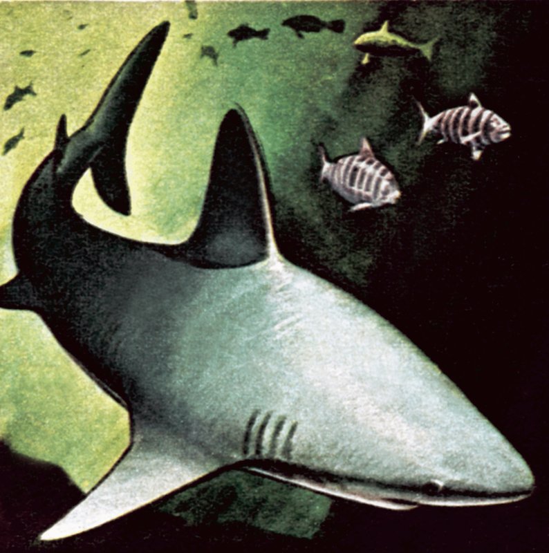 Requin tueur - English School