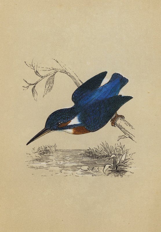 Martin-pêcheur (lithographie en couleur) - English School