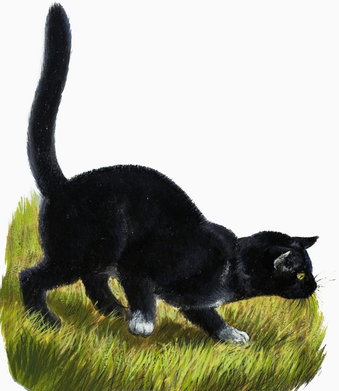 Chaton - English School