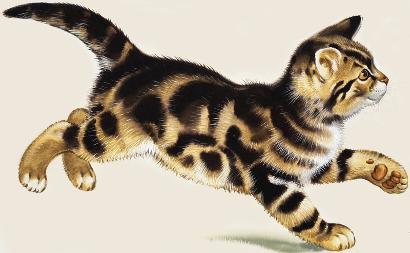 Chaton - English School