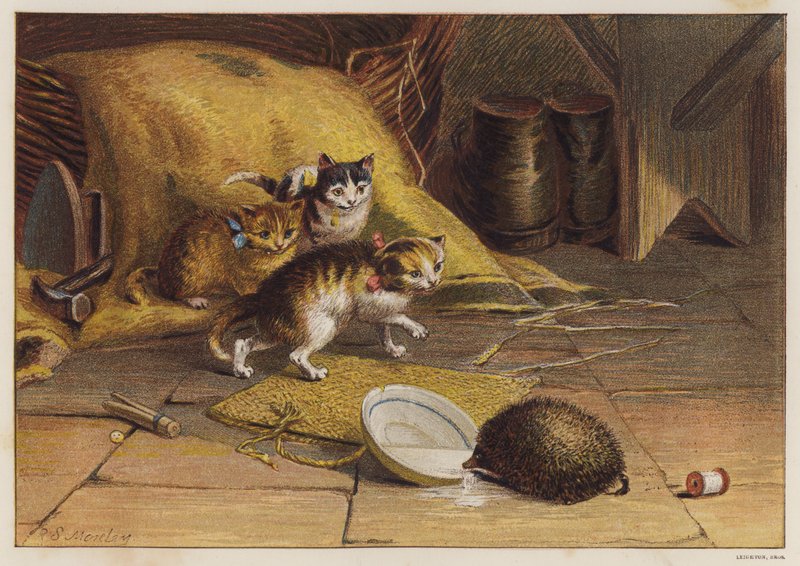 Chatons perplexes par un hérisson - English School