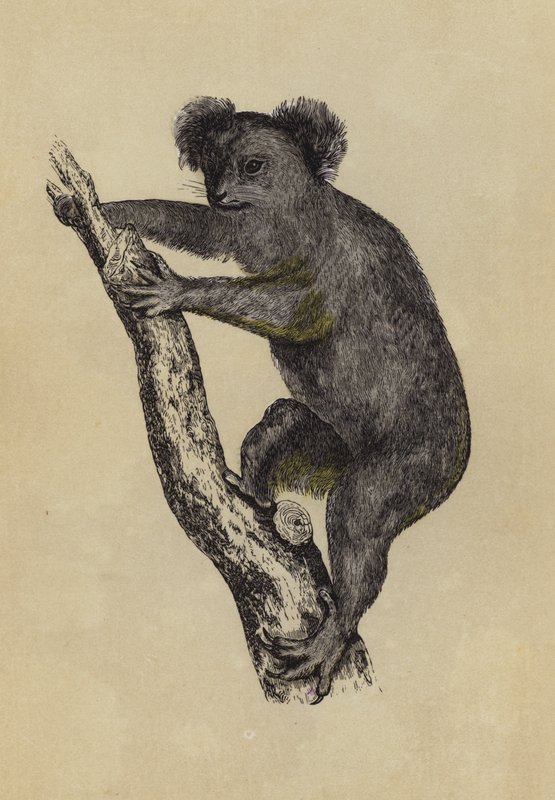 Koala - English School