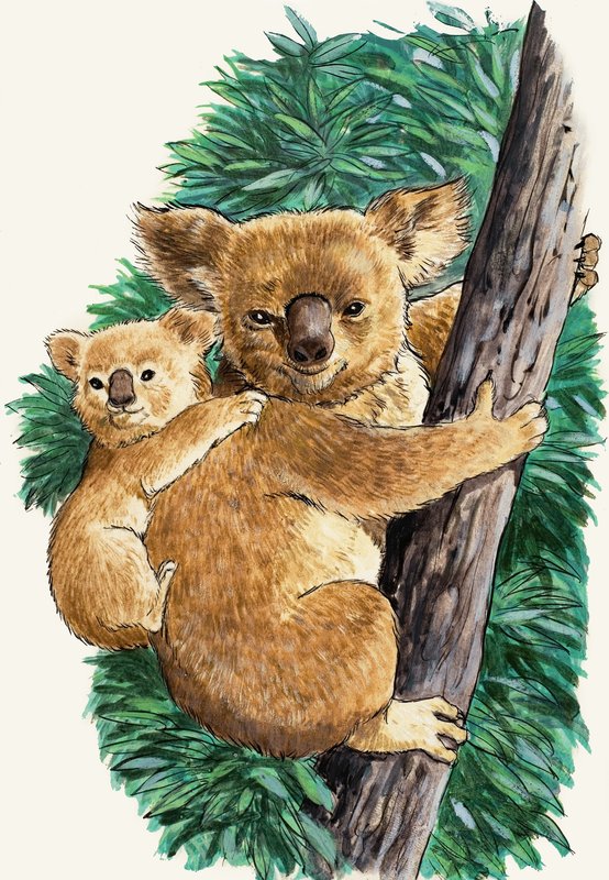 Koala et bébé - English School