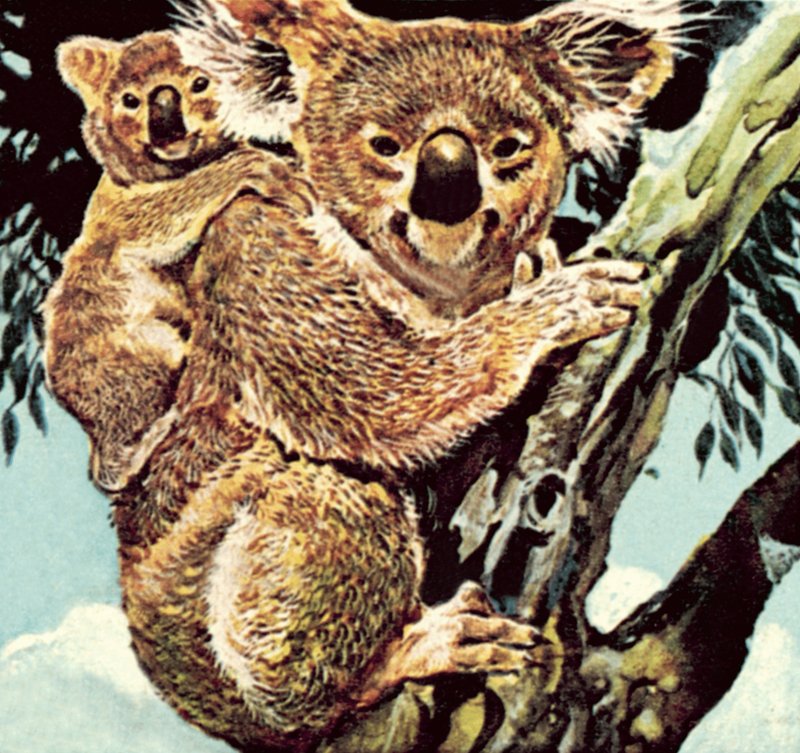 Koala - English School