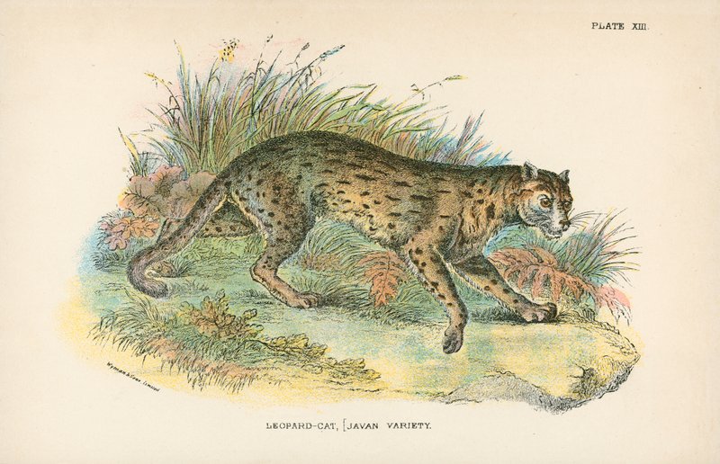 Chat-léopard, variété javanaise - English School