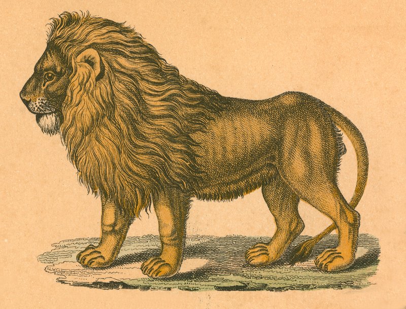 Lion - English School